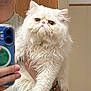 cat, white_cat, fluffy, long_hair, pet, indoor, mirror_selfie, person_holding_cat, phone, smartphone, hand, fur, cute, animal, portrait, looking_up, whiskers, domestic_cat, expression, close_up