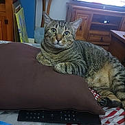 Gribouille participe au concours pour gagner de l'argent avec cette photo : alert, animal, bed, cat, cozy, curious, cushion, domestic_cat, furniture, household, indoor, living_room, pet, pillow, relaxed, resting, striped, tabby_cat, television, wooden_cabinet