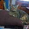 alert, animal, bed, cat, cozy, curious, cushion, domestic_cat, furniture, household, indoor, living_room, pet, pillow, relaxed, resting, striped, tabby_cat, television, wooden_cabinet