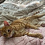 cat, orange_tabby, pet, indoor, blanket, bed, comforter, collar, cute, relaxed, feline, fur, whiskers, ears, paws, resting, cozy, soft_texture, domestic_animal, curious