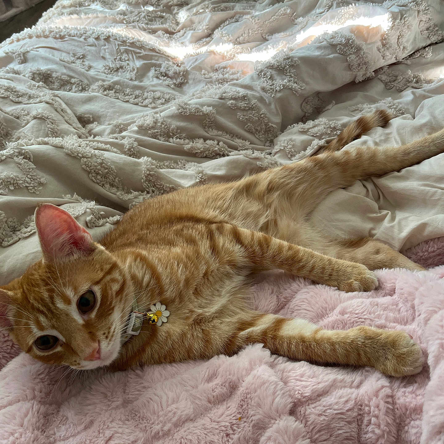 Jasper joined the competition — help win amazing prizes! bed, blanket, cat, collar, comforter, cozy, curious, cute, domestic_animal, ears, feline, fur, indoor, orange_tabby, paws, pet, relaxed, resting, soft_texture, whiskers