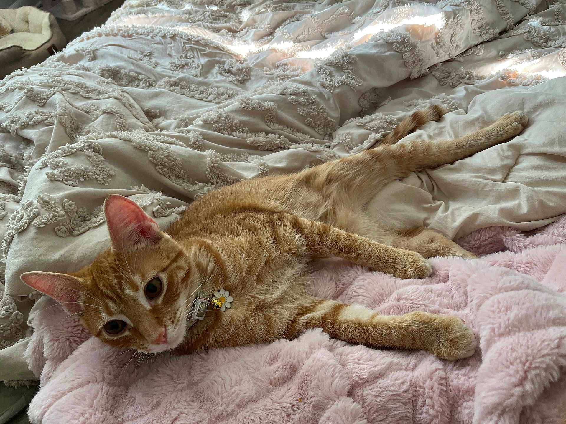 Jasper joined the competition — help win amazing prizes! cat, orange_tabby, pet, indoor, blanket, bed, comforter, collar, cute, relaxed, feline, fur, whiskers, ears, paws, resting, cozy, soft_texture, domestic_animal, curious