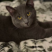 Chester joined the competition — help win amazing prizes! cat, grey_cat, feline, pet, yellow_eyes, close_up, portrait, whiskers, fur, ears, bed, blanket, indoor, cozy, relaxed, gaze, animal, cute, domestic, soft_texture