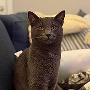 Chester joined the competition — help win amazing prizes! blanket, blurred_background, cat, close_up, cozy, domestic, ears, feline, fur, gray_cat, home_interior, indoor, pet, pillow, portrait, relaxed, sitting, sofa, whiskers, yellow_eyes