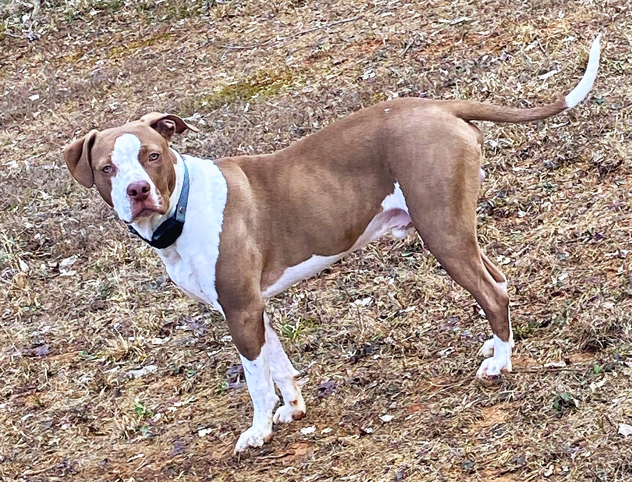 Gus is registered to the contest to win money with this photo: ancient_dog_breeds, canidae, carnivore, collar, companion_dog, dog, dog_breed, dog_collar, dog_supply, fawn, hound, liver, non_sporting_group, paw, snout, sporting_group, tail, terrestrial_animal, working_animal, working_dog