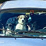 animal, car, collar, curious, dashboard, daylight, dog, fur, inside, leash, outdoor, parked, pets, seat, sunlight, three_animals, vehicle, waiting, window, windshield