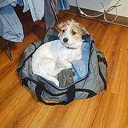 Little is registered to the contest to win money with this photo: dog, small_dog, white_dog, brown_dog, duffel_bag, clothes, wooden_floor, indoor, pet, resting, furniture, cable, socket, jeans, jacket, fabric, home, cozy, fur, animal