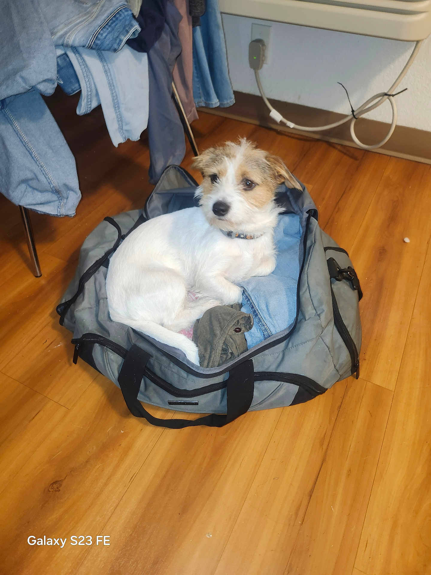 Little is registered to the contest to win money with this photo: dog, small_dog, white_dog, brown_dog, duffel_bag, clothes, wooden_floor, indoor, pet, resting, furniture, cable, socket, jeans, jacket, fabric, home, cozy, fur, animal