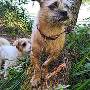 Crash is registered to the contest to win money with this photo: adventure, animal, canine, collar, daylight, dog, exploration, forest, grass, greenery, leaf, moss, muddy_paws, nature, outdoor, pet, sniffing, tree, trunk, two_dogs