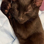 Zane joined the competition — help win amazing prizes! black_cat, sleeping, cat, pet, animal, cozy, blanket, indoor, fur, whiskers, paw, relaxed, cute, domestic_cat, mammal, closeup, resting, soft, feline, nap