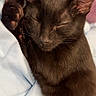 black_cat, sleeping, cat, pet, animal, cozy, blanket, indoor, fur, whiskers, paw, relaxed, cute, domestic_cat, mammal, closeup, resting, soft, feline, nap