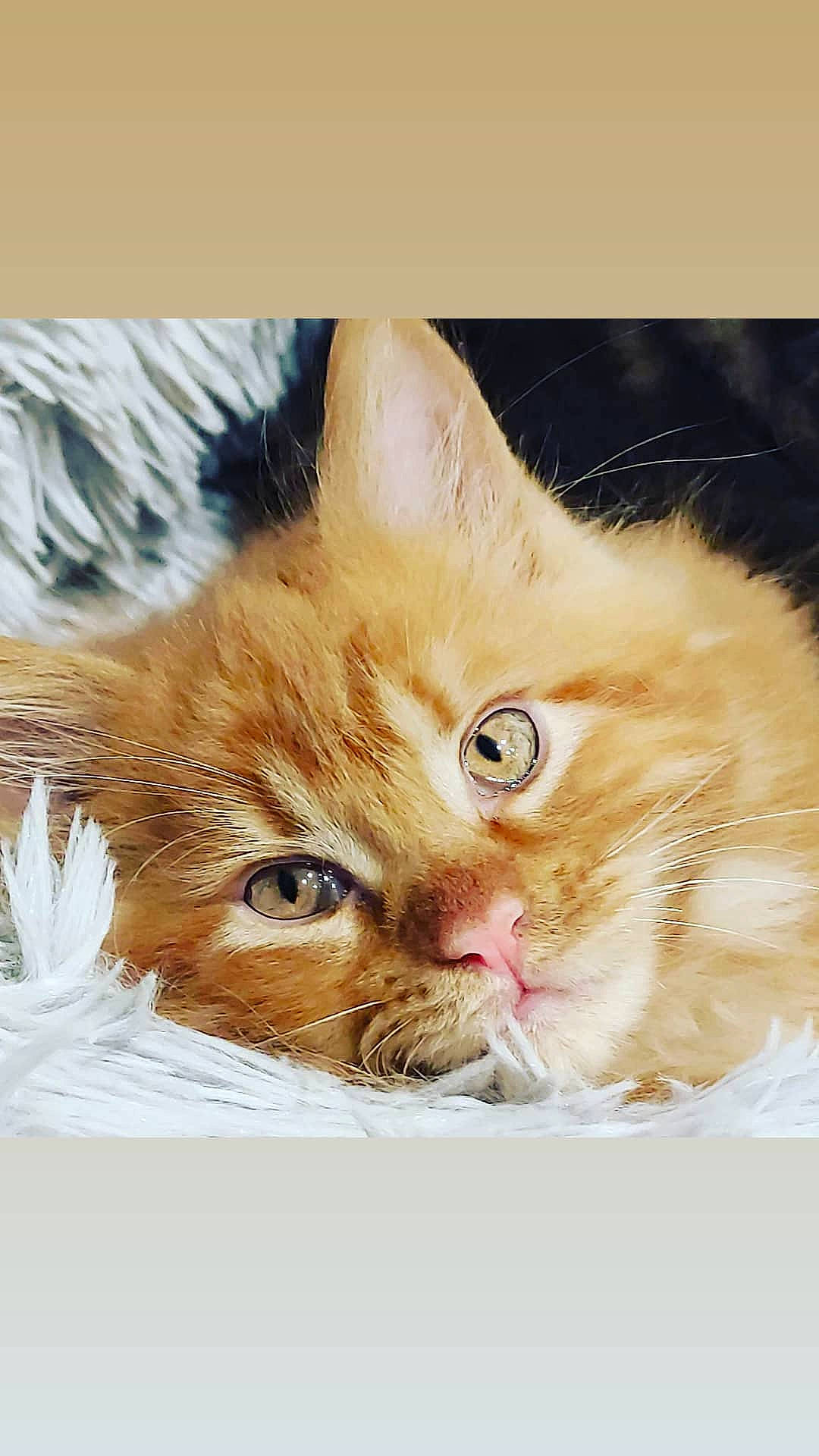 Radkliff a rejoint le concours — aidez-le/la à gagner de superbes lots ! carnivore, cat, domestic_short_haired_cat, fawn, felidae, fur, iris, kitten, organism, peach, pet_supply, skin, small_to_medium_sized_cats, snout, tabby_cat, terrestrial_animal, vertebrate, whiskers