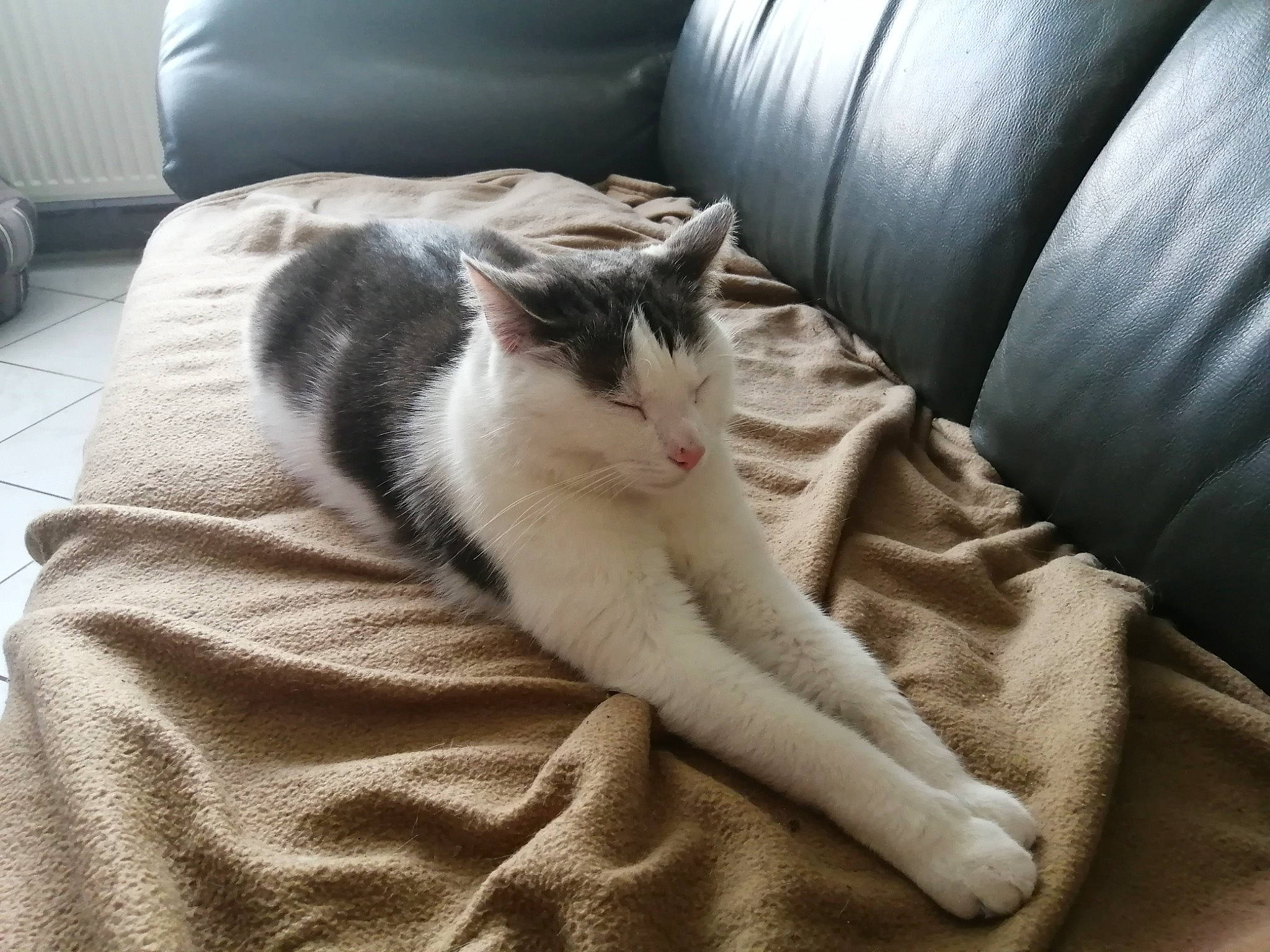 Minou a rejoint le concours — aidez-le/la à gagner de superbes lots ! automotive_tire, bedding, carnivore, cat, comfort, couch, domestic_short_haired_cat, felidae, flooring, fur, grey, hardwood, human_leg, linens, paw, small_to_medium_sized_cats, snout, tail, whiskers, wood