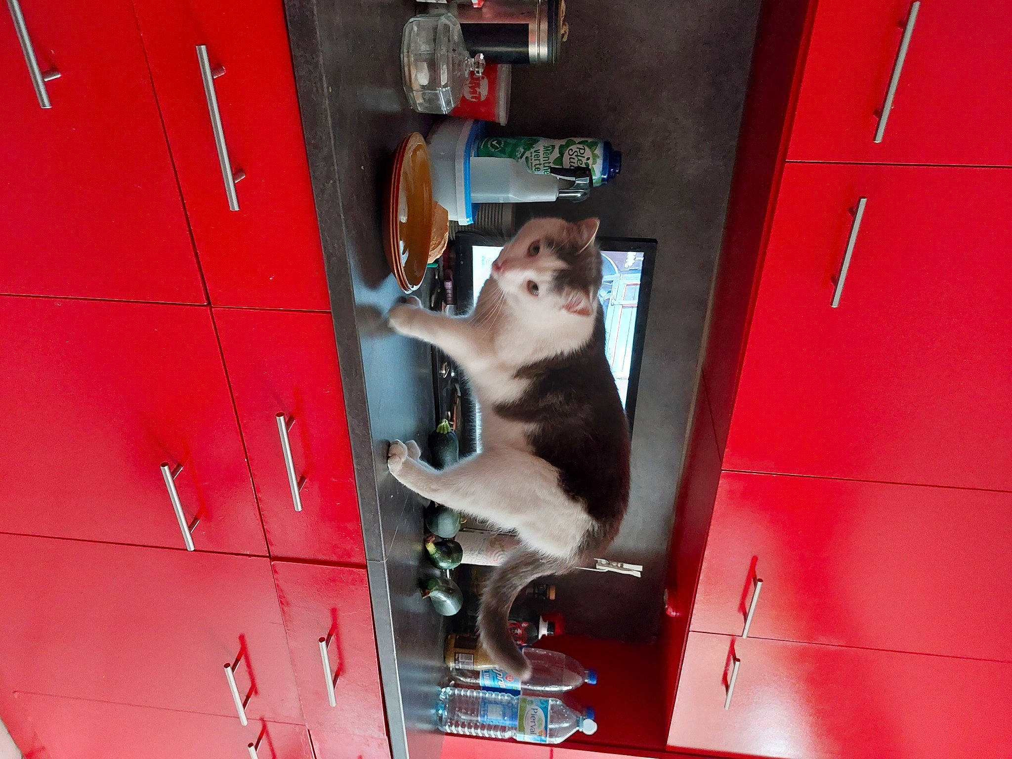 Minou participe au concours pour gagner de l'argent avec cette photo : auto_part, automotive_exterior, canidae, carmine, carnivore, cat, domestic_short_haired_cat, door, electrical_wiring, felidae, gas, home_door, machine, room, small_to_medium_sized_cats, snout, tail, vehicle_door, whiskers, wood