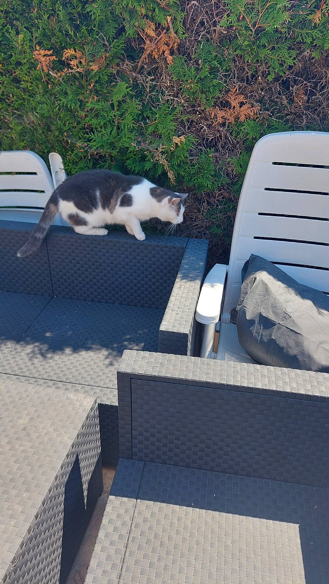 Minou a rejoint le concours — aidez-le/la à gagner de superbes lots ! carnivore, cat, chair, comfort, felidae, furniture, grass, leisure, mammal, outdoor_bench, outdoor_furniture, plant, road_surface, shade, small_to_medium_sized_cats, tail, tree, vertebrate, white, wood