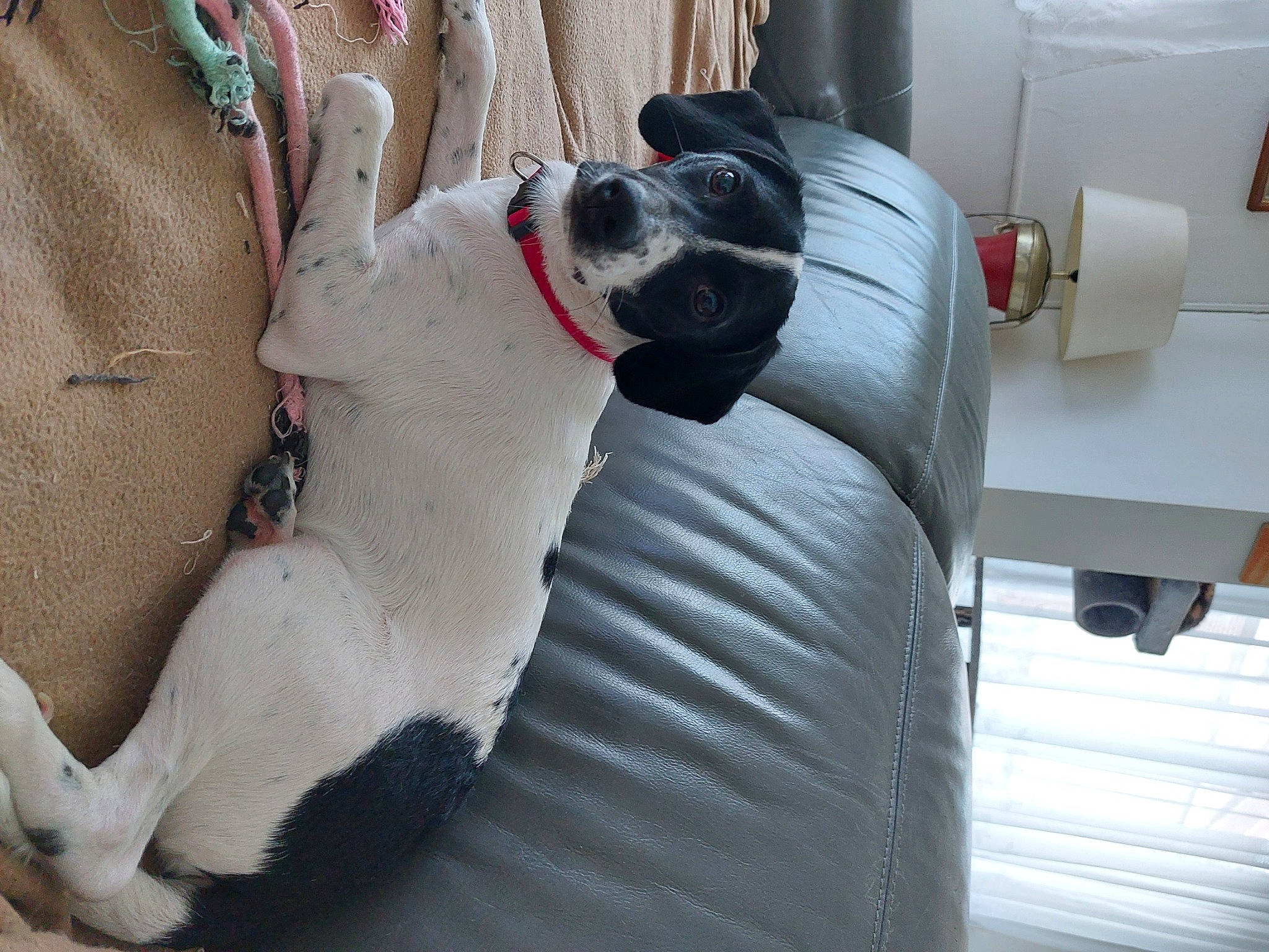 Tofu a rejoint le concours — aidez-le/la à gagner de superbes lots ! canidae, carmine, carnivore, collar, comfort, companion_dog, couch, dog, dog_breed, dog_collar, dog_supply, fawn, fur, pet_supply, pillow, snout, sporting_group, tail, white, working_animal