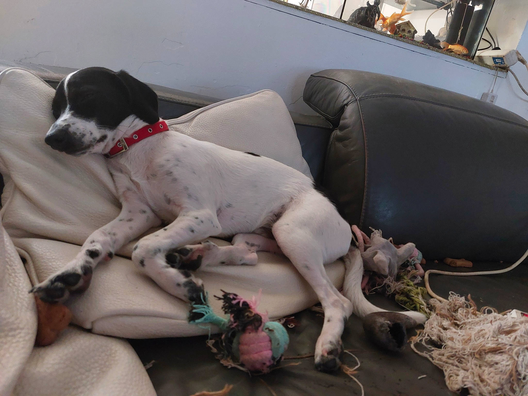 Tofu a rejoint le concours — aidez-le/la à gagner de superbes lots ! canidae, carnivore, collar, comfort, companion_dog, dog, dog_breed, dog_collar, dog_supply, fawn, foot, great_dane, gun_dog, non_sporting_group, pointer, snout, sporting_group, tail, vehicle_door, working_animal