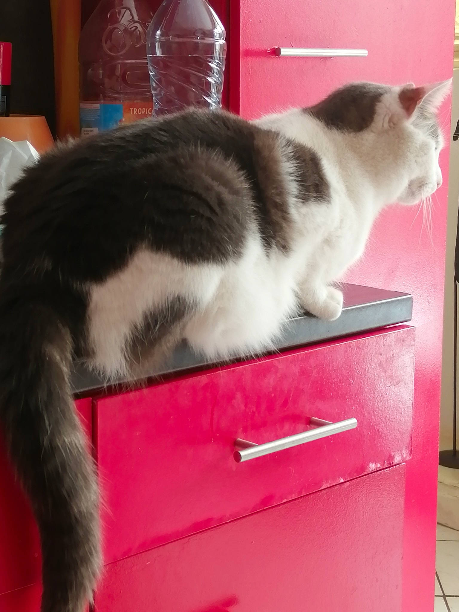 Tofu participe au concours pour gagner de l'argent avec cette photo : box, cabinetry, carnivore, cat, cat_supply, comfort, domestic_short_haired_cat, felidae, flooring, fur, hardwood, lap, paw, pet_supply, plant, rectangle, small_to_medium_sized_cats, snout, tail, whiskers