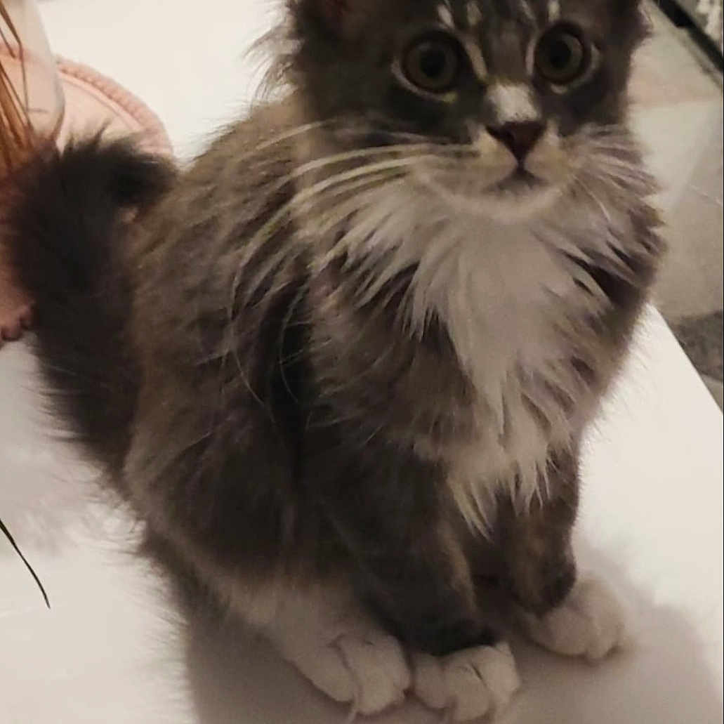 Nina participe au concours pour gagner de l'argent avec cette photo : animal, cat, curious_eyes, cute, decor, domestic_cat, fluffy, furniture, grey_cat, indoor, kitten, pet, sitting, small, sofa, tabby, table, whiskers, white_paws, young_cat