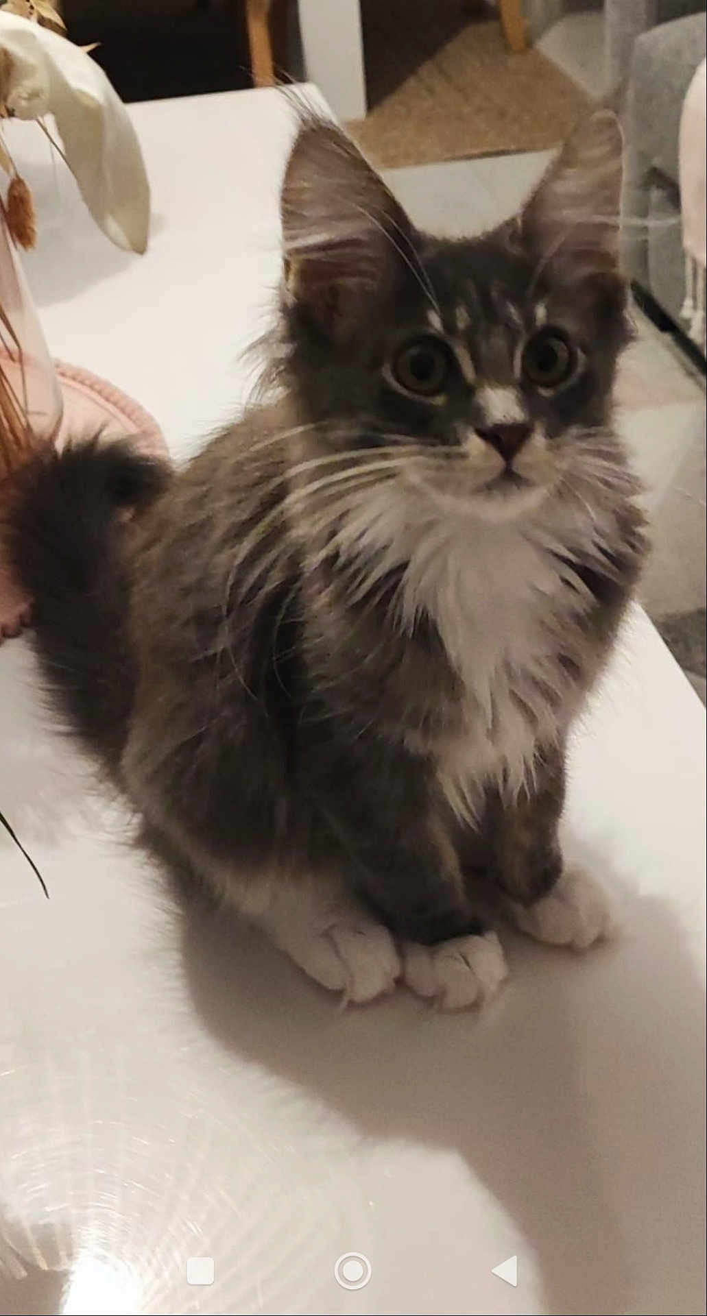 Nina