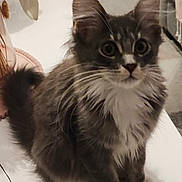 Nina a rejoint le concours — aidez-le/la à gagner de superbes lots ! cat, kitten, gray, white, fluffy, fur, whiskers, sitting, indoor, home, table, decor, plant, curious, pet, animal, feline, young, cute, soft