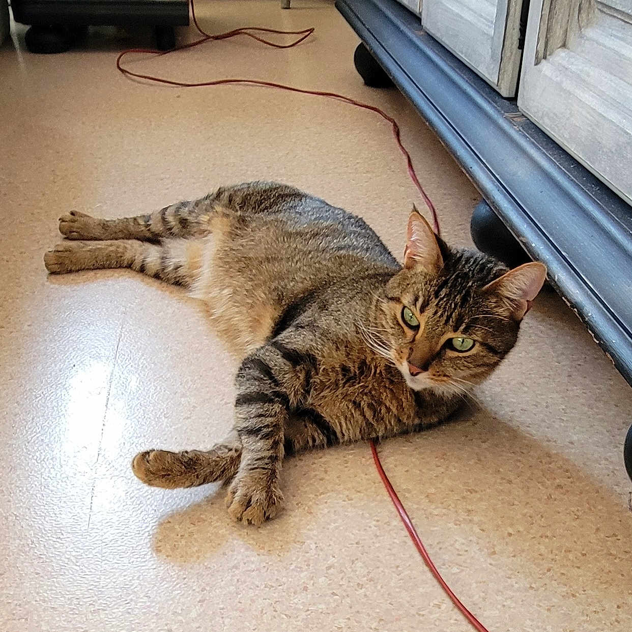 Titi participe au concours pour gagner de l'argent avec cette photo : abyssinian, accessories, animal, cat, door, egyptiancat, electronics, hardware, hardwood, indoors, interiordesign, kitten, leash, manx, person, pet, sleeping, stainedwood, strap, wood