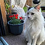 cat, white_cat, fluffy, sitting, flower_pot, red_flowers, outdoor, patio, garden, grill, wooden_fence, greenery, plant, nature, animal, pet, fur, whiskers, ears, eyes