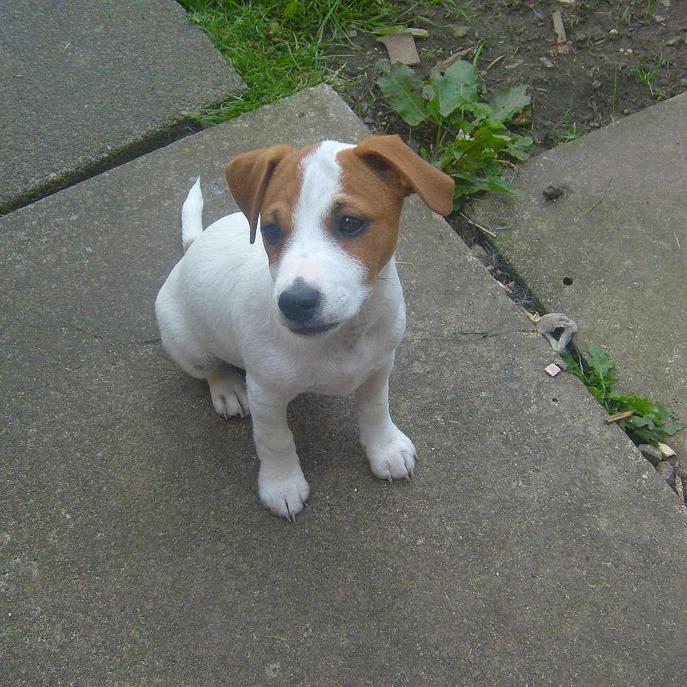 Basil