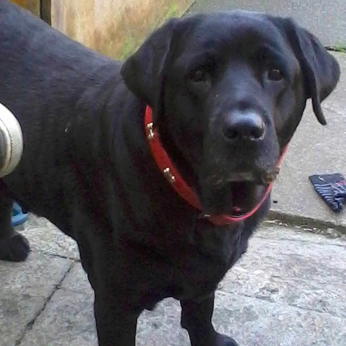 Mia