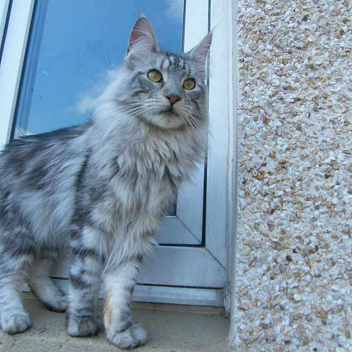 Max