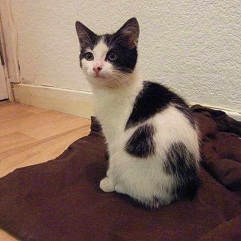 Jingles