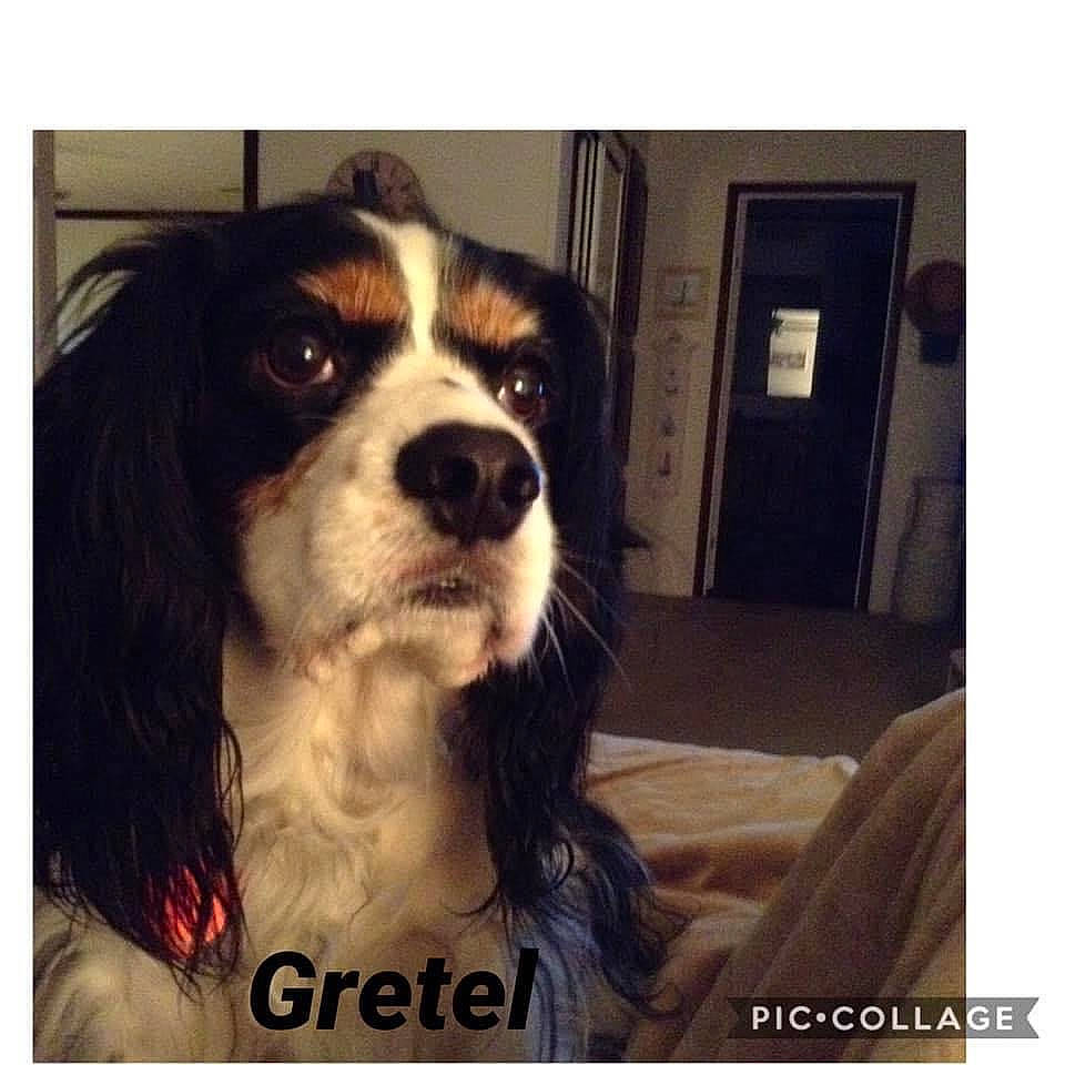 Gretel joined the competition — help win amazing prizes! carnivore, chair, companion_dog, dog, dog_breed, door, fur, photo_caption, rectangle, square, toy_dog, working_animal