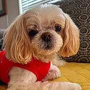 Miss Lollipop joined the competition — help win amazing prizes! dog, pet, red_vest, yellow_quilt, indoor, window_blinds, fluffy, small_dog, close_up, cute, fur, relaxed, companion, animal, domestic, portrait, laying_down, cozy, soft_light, home