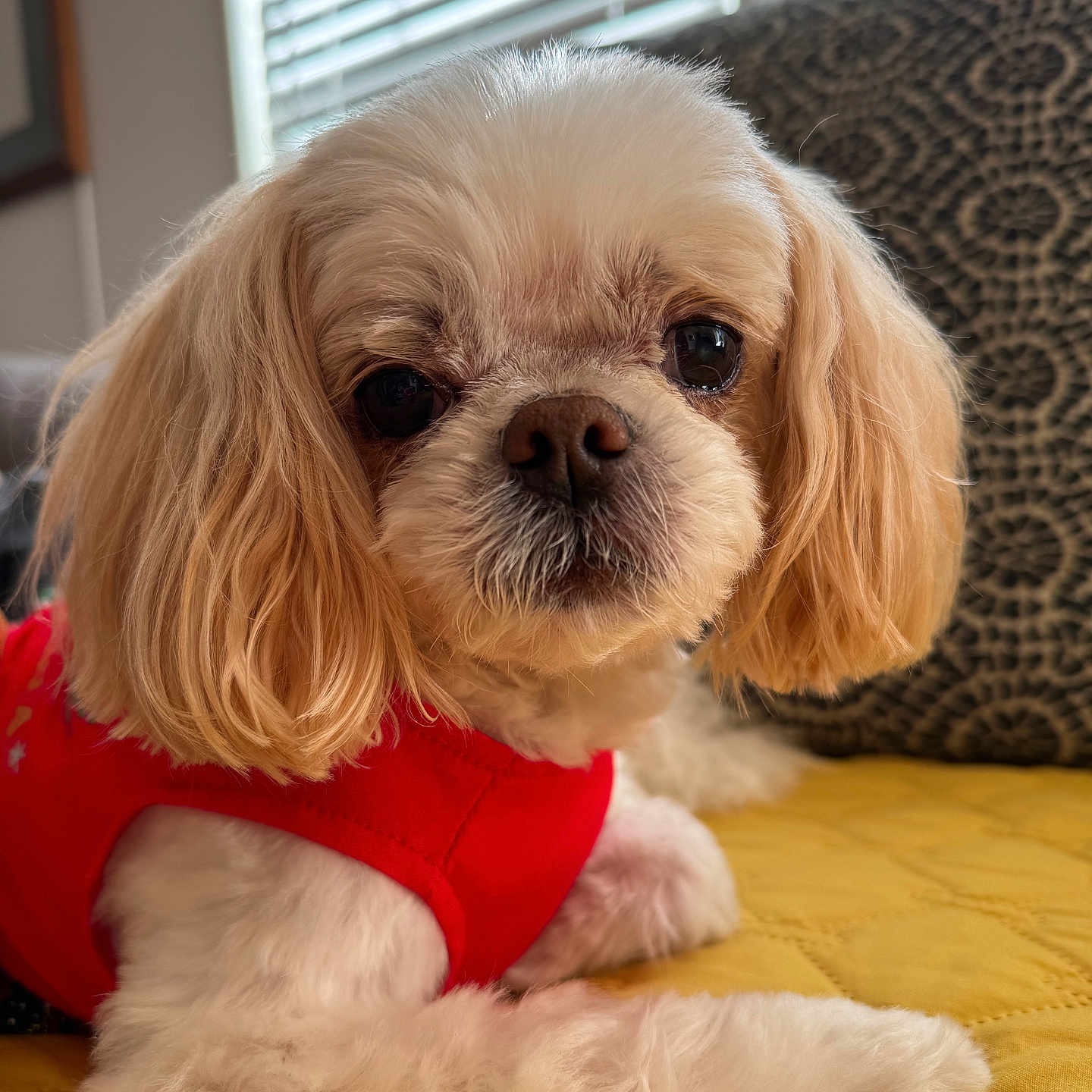 Miss Lollipop joined the competition — help win amazing prizes! animal, close_up, companion, cozy, cute, dog, domestic, fluffy, fur, home, indoor, laying_down, pet, portrait, red_vest, relaxed, small_dog, soft_light, window_blinds, yellow_quilt