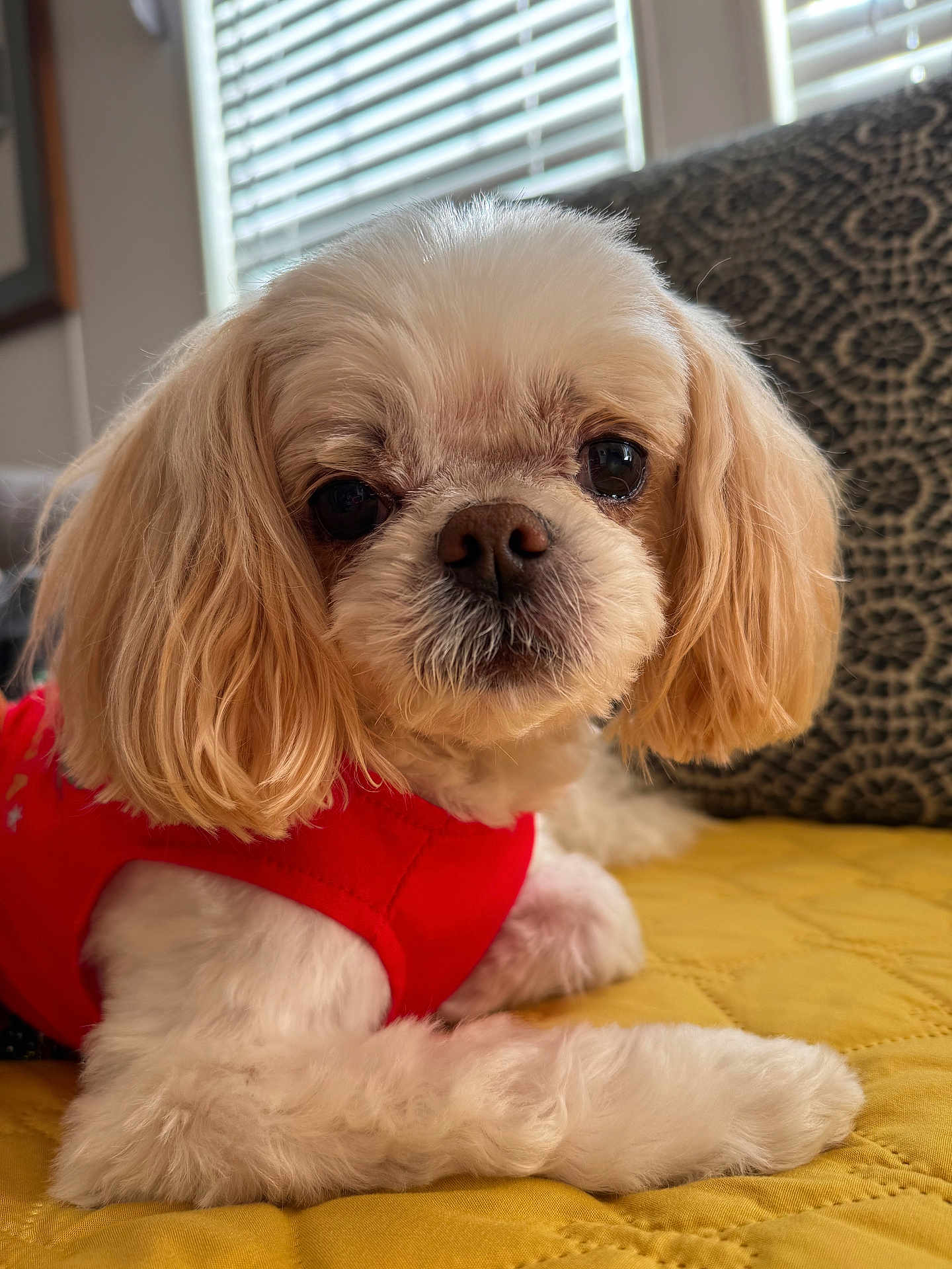 Miss Lollipop joined the competition — help win amazing prizes! dog, pet, red_vest, yellow_quilt, indoor, window_blinds, fluffy, small_dog, close_up, cute, fur, relaxed, companion, animal, domestic, portrait, laying_down, cozy, soft_light, home
