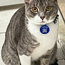 Félix joined the competition — help win amazing prizes! cat, gray_cat, white_cat, pet, animal, sitting, indoor, tile_floor, collar, tag, looking_at_camera, whiskers, ears, tail, fur, domestic_cat, alert, front_paws, floor, mammal