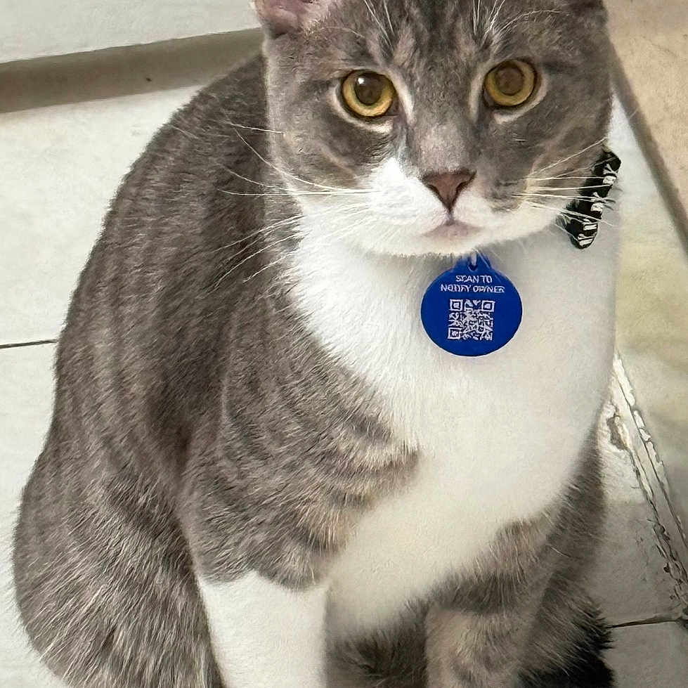 Félix joined the competition — help win amazing prizes! cat, gray_cat, white_cat, pet, animal, sitting, indoor, tile_floor, collar, tag, looking_at_camera, whiskers, ears, tail, fur, domestic_cat, alert, front_paws, floor, mammal