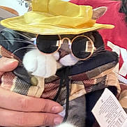 Félix joined the competition — help win amazing prizes! cat, hat, sunglasses, plaid_jacket, paw, hand, person, red_shirt, indoors, fashion, pet, cute, accessory, animal, cozy, portrait, close_up, feline, whiskers, style