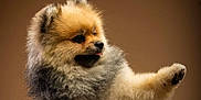 Usko participe au concours pour gagner de l'argent avec cette photo : adorable, animal, brown_background, canine, cute, dog, fluffy, fur, indoor, mammal, paw, pet, playful, pomeranian, posing, puppy, small_dog, studio, tongue, young