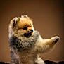 adorable, animal, brown_background, canine, cute, dog, fluffy, fur, indoor, mammal, paw, pet, playful, pomeranian, posing, puppy, small_dog, studio, tongue, young