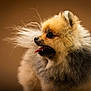 Usko a rejoint le concours — aidez-le/la à gagner de superbes lots ! adorable, animal, brown_background, canine, closeup, cute, dog, domestic_animal, ears, fluffy, fur, furry, mammal, nose, pet, pomeranian, portrait, side_view, small_dog, tongue_out