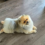 Usko a rejoint le concours — aidez-le/la à gagner de superbes lots ! animal, brown, canine, companion, cute, dog, domestic, floor, fluffy, fur, indoor, legs_spread, looking_up, lying_down, pet, pomeranian, relaxed, small_dog, white, wooden_floor