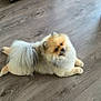 animal, brown, canine, companion, cute, dog, domestic, floor, fluffy, fur, indoor, legs_spread, looking_up, lying_down, pet, pomeranian, relaxed, small_dog, white, wooden_floor