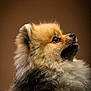 Usko a rejoint le concours — aidez-le/la à gagner de superbes lots ! adorable, animal, brown_background, closeup, companion, cute, dog, domestic_animal, fluffy, focused, fur, furry, mammal, pet, pomeranian, portrait, puppy, side_profile, small_dog, tongue