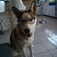 Texas participe au concours pour gagner de l'argent avec cette photo : dog, husky, glasses, indoor, kitchen, person, tile_floor, bar_stool, counter, window, smiling, pet, domestic, animal, muzzle, ears, collar, glass_table, cabinet, light