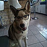 dog, husky, glasses, indoor, kitchen, person, tile_floor, bar_stool, counter, window, smiling, pet, domestic, animal, muzzle, ears, collar, glass_table, cabinet, light