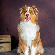 Appy participe au concours pour gagner de l'argent avec cette photo : dog, australian_shepherd, pet, animal, portrait, studio, fur, sitting, brown, white, happy, smiling, indoor, crate, background, canine, eyes, ears, mouth, photography
