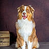 dog, australian_shepherd, pet, animal, portrait, studio, fur, sitting, brown, white, happy, smiling, indoor, crate, background, canine, eyes, ears, mouth, photography
