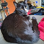 Tux joined the competition — help win amazing prizes! cat, tuxedo_cat, black_and_white, feline, pet, animal, lounging, sitting, side_eye, yellow_eyes, whiskers, pointed_ears, fur, indoor, home, couch, laundry, scratching_post, household_clutter, portrait