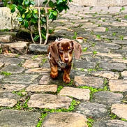 Chocotino a rejoint le concours — aidez-le/la à gagner de superbes lots ! dog, puppy, dachshund, cobblestone, path, moss, greenery, plant, leaves, outdoor, pet, animal, small_dog, walking, rustic, door, stone, nature, curious, young